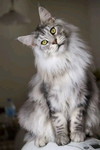 aninta profile icon