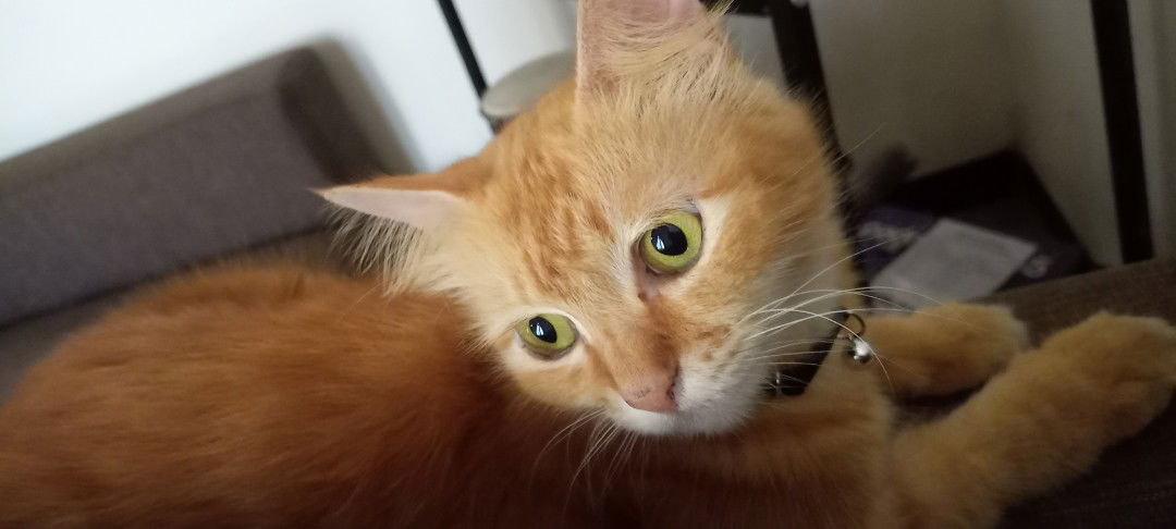 Amilinfa profile icon