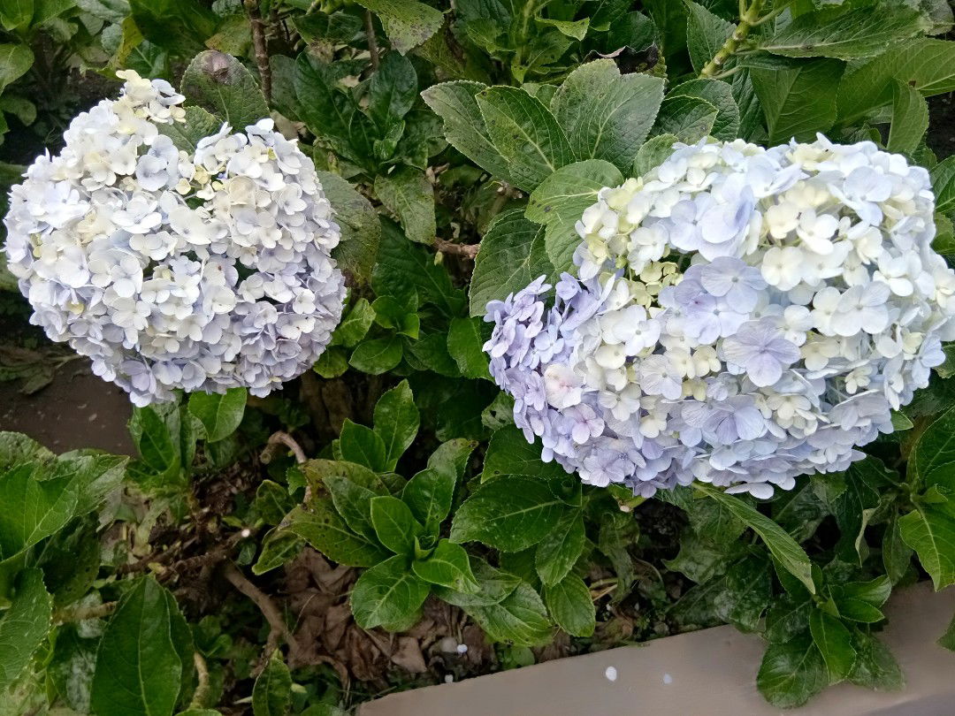 israwati profile icon