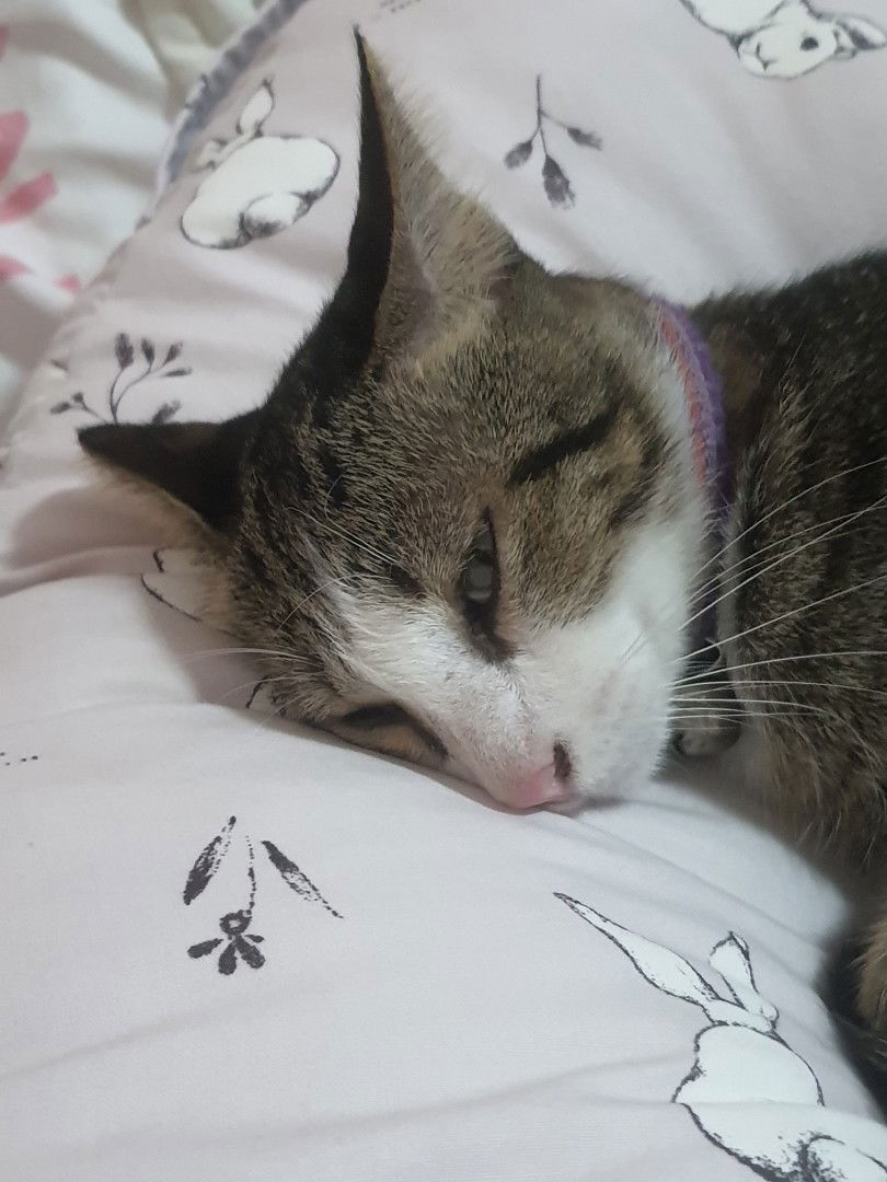 Vaniwaran profile icon