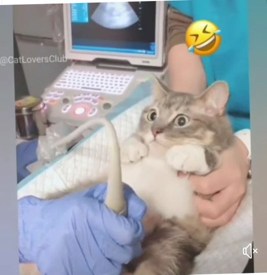 pertanyaan pas di usg