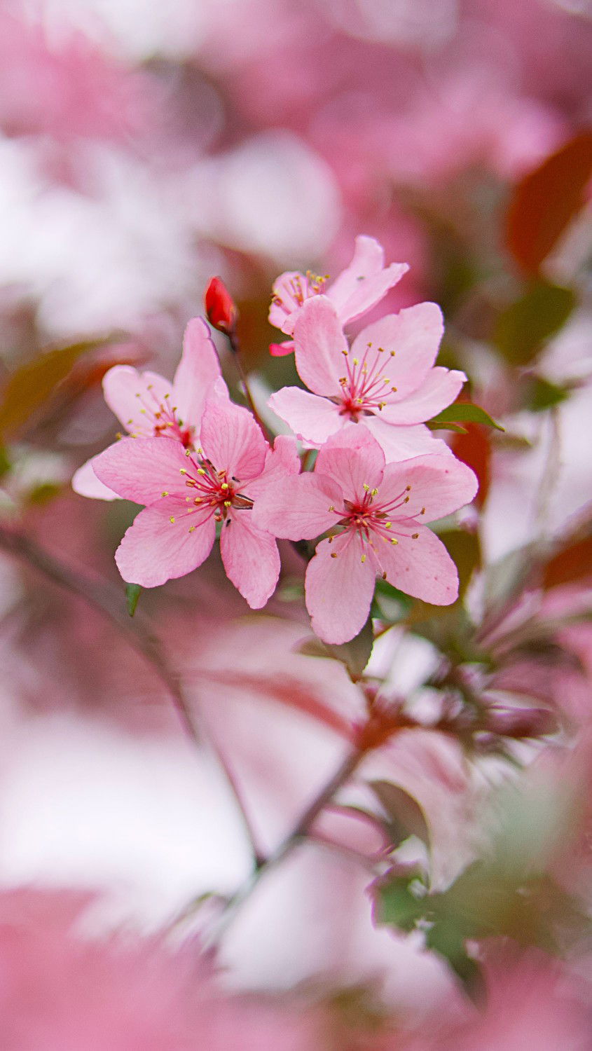 Sri Miriyanti profile icon