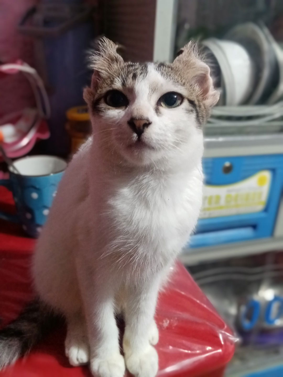 Charlyn D. Niño profile icon