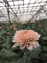 Nila Sari profile icon