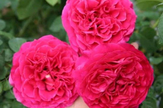 Linda Eliayida profile icon