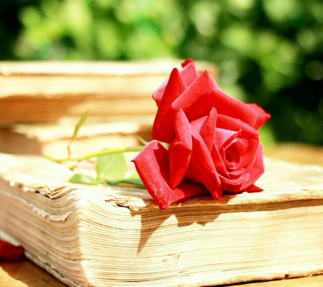 Siti Khodijah profile icon