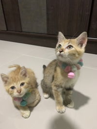 Sasi Sasi Sasi profile icon