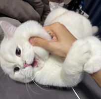 Imada Sr. profile icon