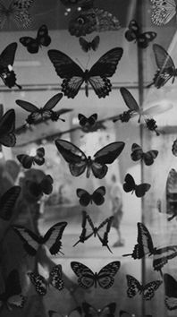 Najah Muhammad Husain Tan profile icon