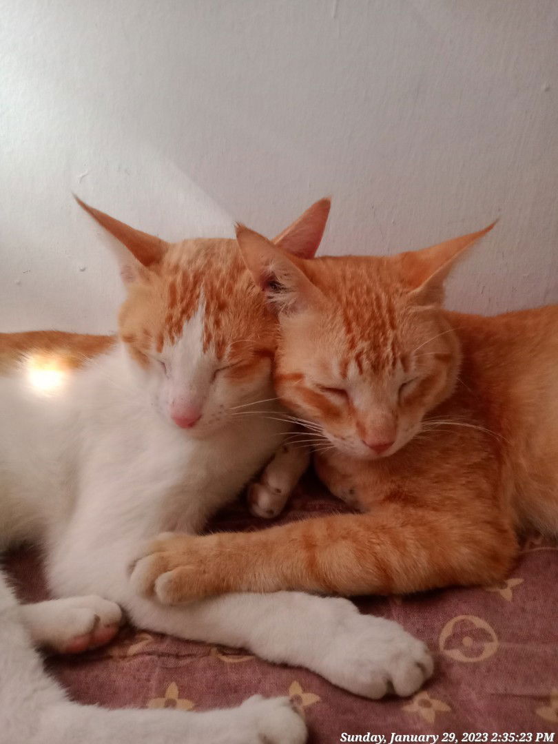 Charlotte profile icon