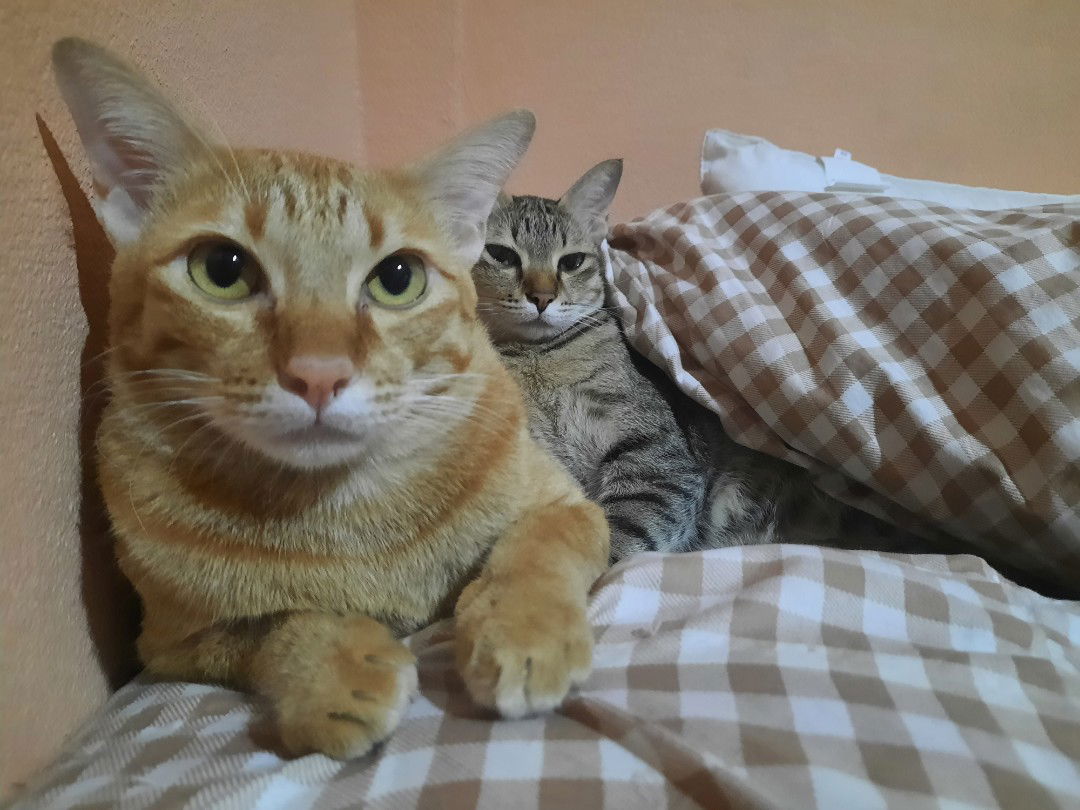 Pang_Pang profile icon