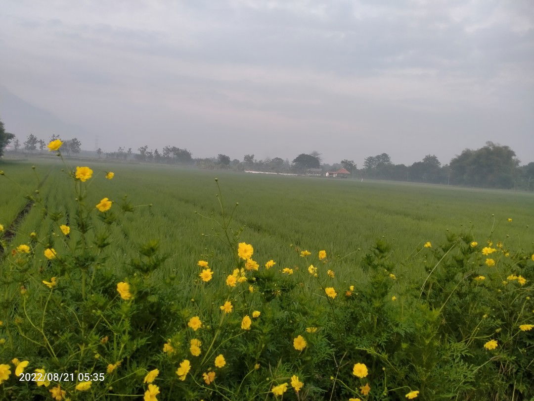 Amaliya DA profile icon