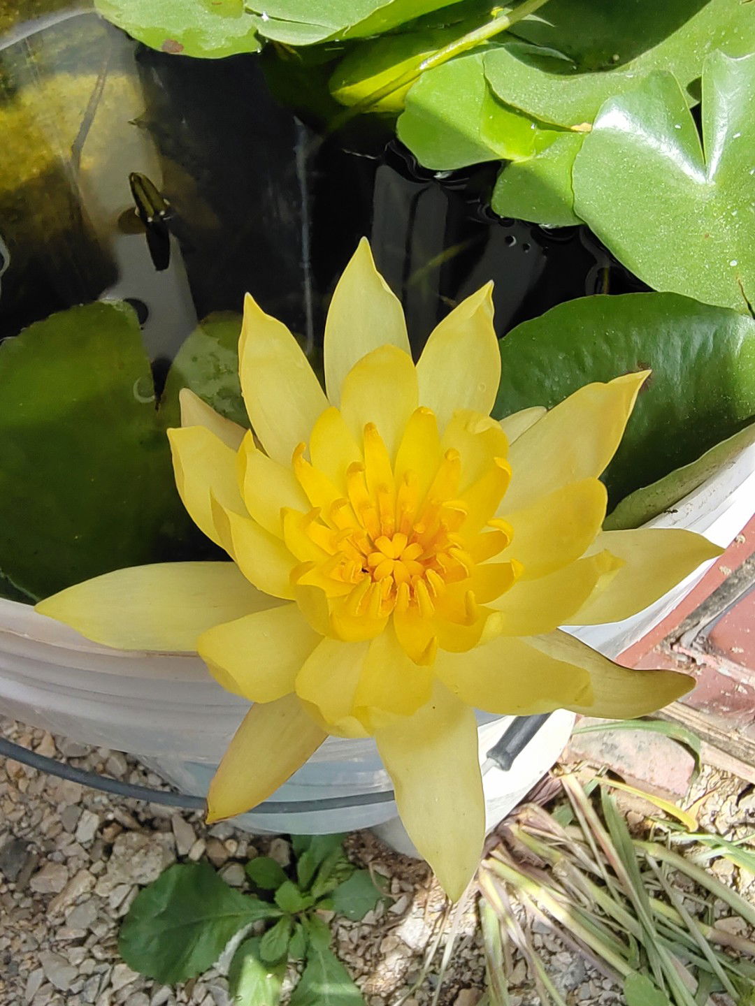 pear supannee profile icon