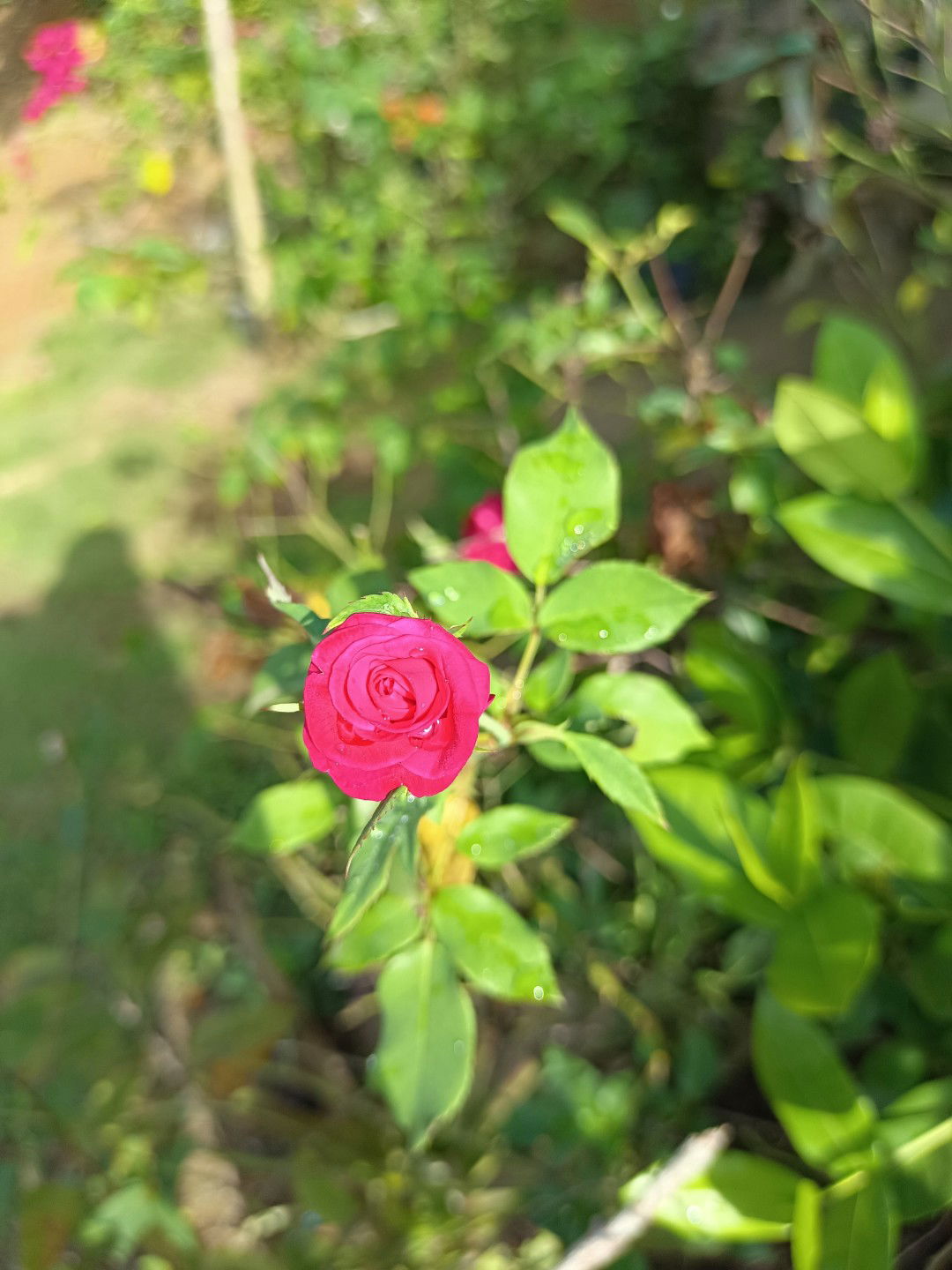 Purple Orchid profile icon