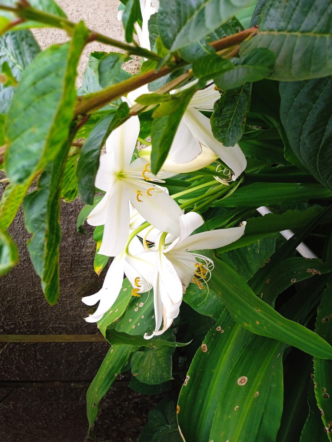 dias selsa profile icon