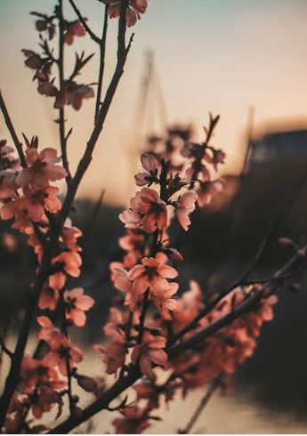 dewimus profile icon