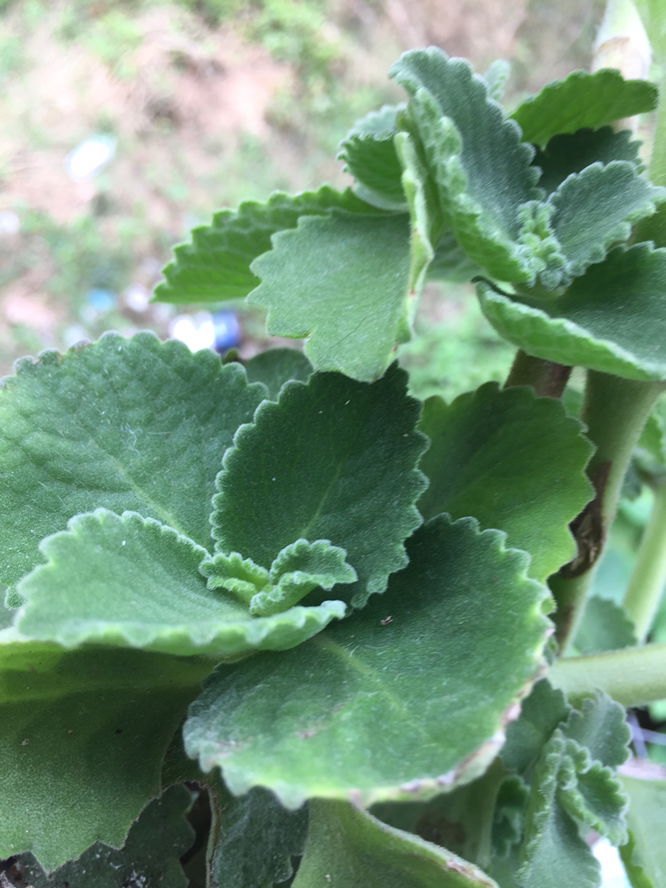 OREGANO leaves (for sipon and ubo)