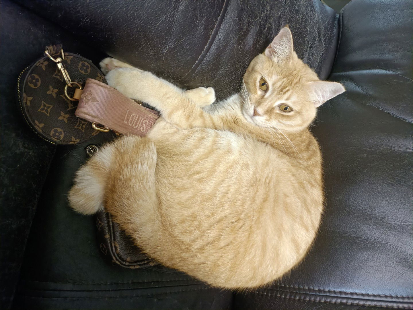 StonkyMimi profile icon