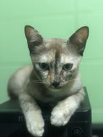 นุสรา โสภาวัตร profile icon