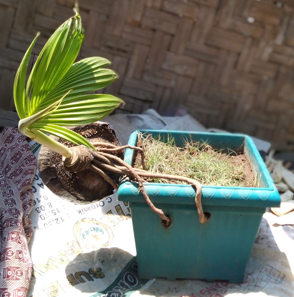 Liya Tayu profile icon