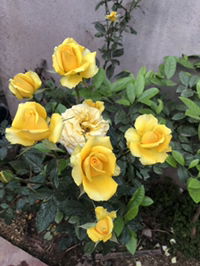 Nguyễn Thị Hồng profile icon