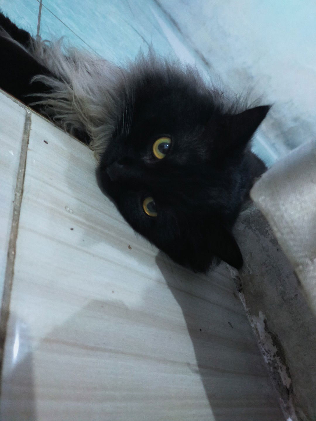 Nofi Hamida profile icon