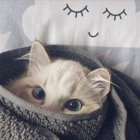 Maheeroh Wanmahsaeh profile icon