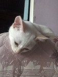 Nur adila profile icon