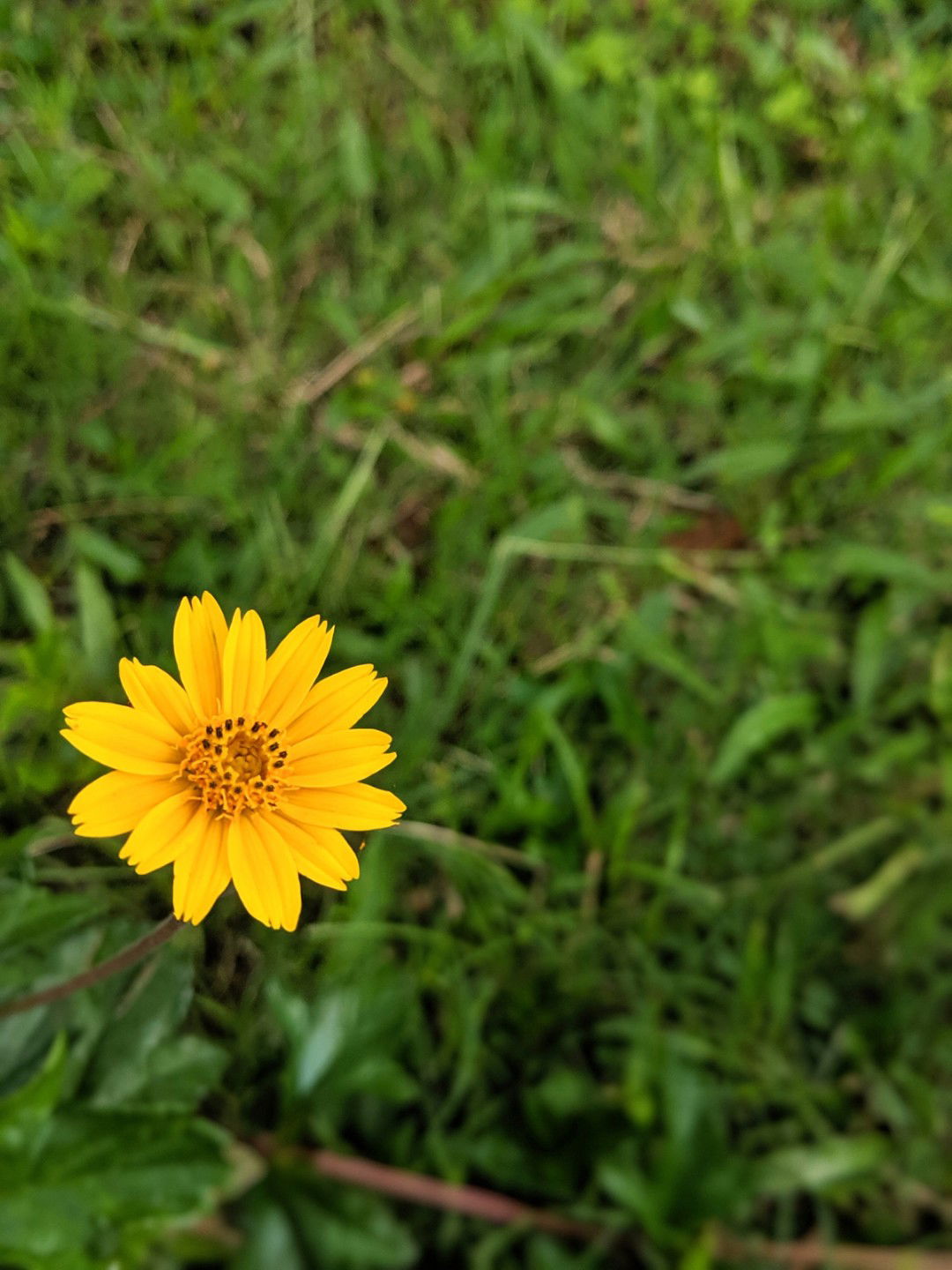 em bé Đốm profile icon