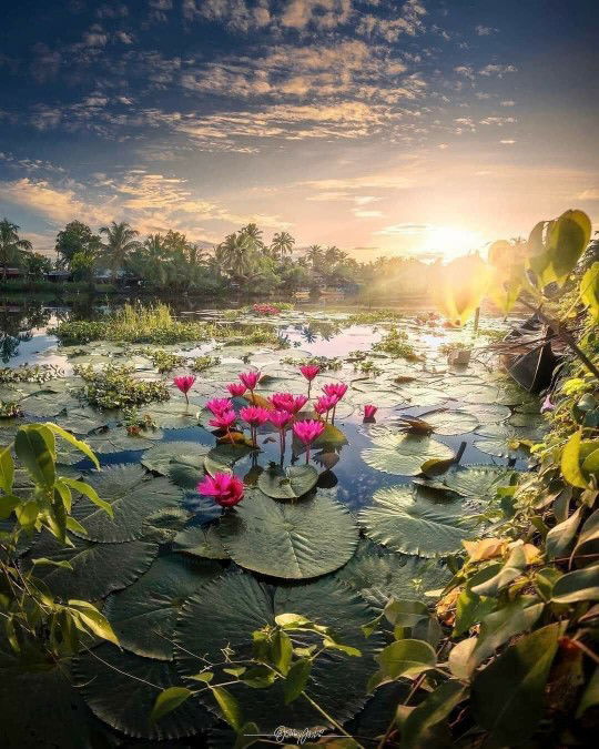 Cherry Chan profile icon