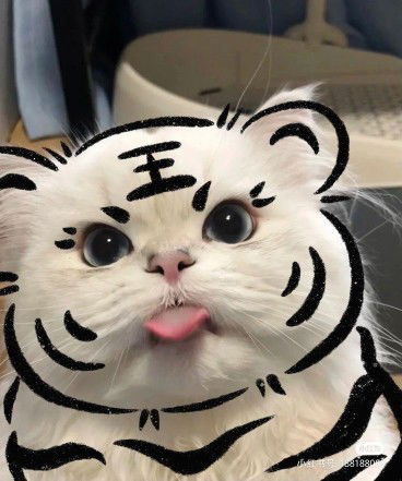 Fadddyl profile icon