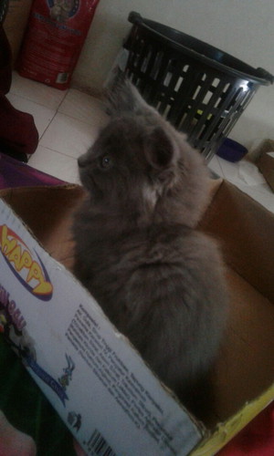 Kucing