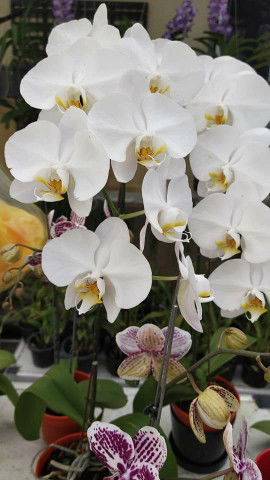 juwita s profile icon