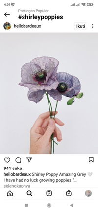 sifa naila profile icon