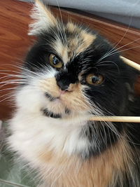 โอชิน profile icon