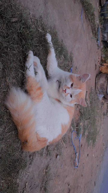 Khusnul Agustina profile icon