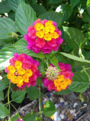 Marife balabis profile icon