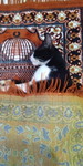 Seli Selviani profile icon