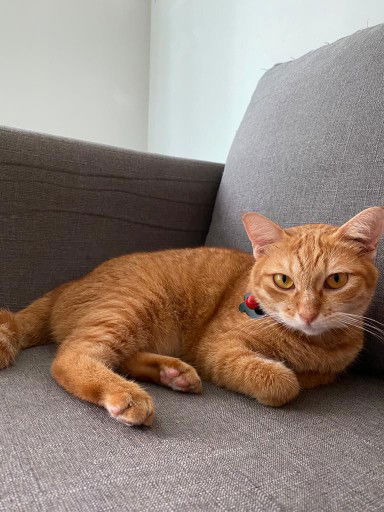 Delina Flamington profile icon