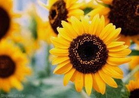 Maria Mercedez profile icon