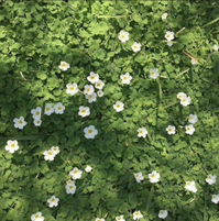 nurul huda maisarah Jebat profile icon