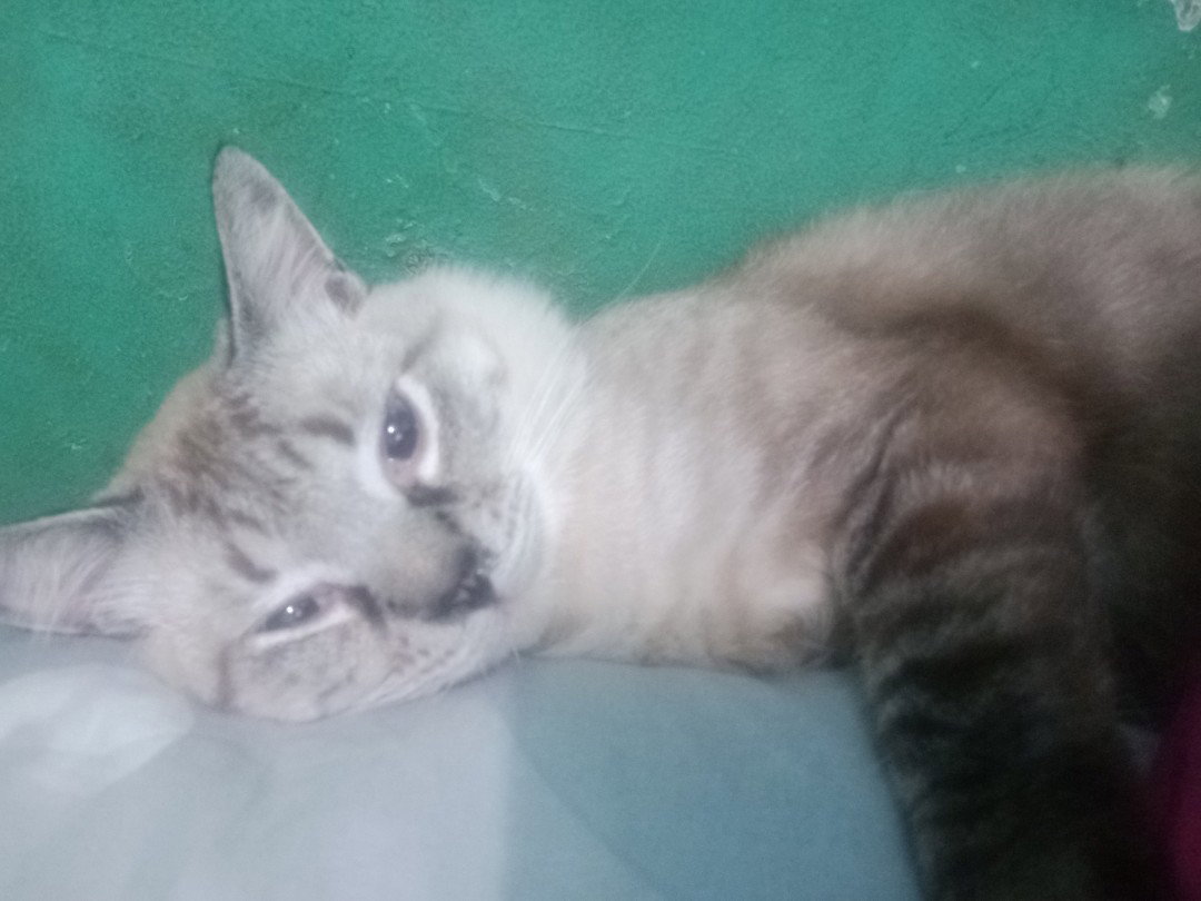Cinta Suchy profile icon