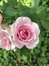 hanayip profile icon