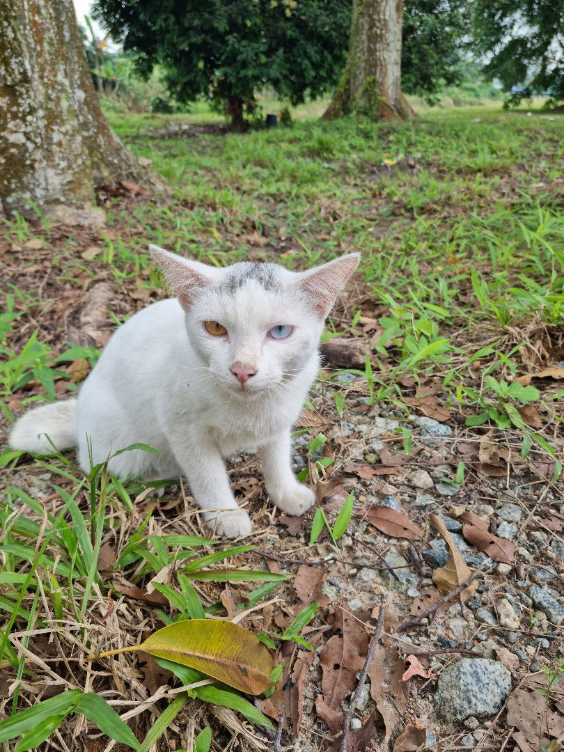 Mastura Ramli profile icon