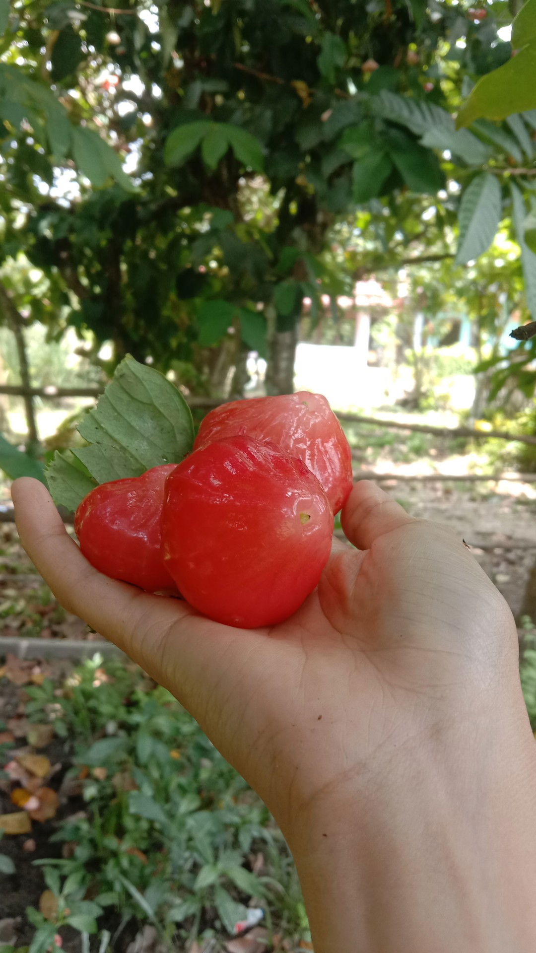 nelfini profile icon