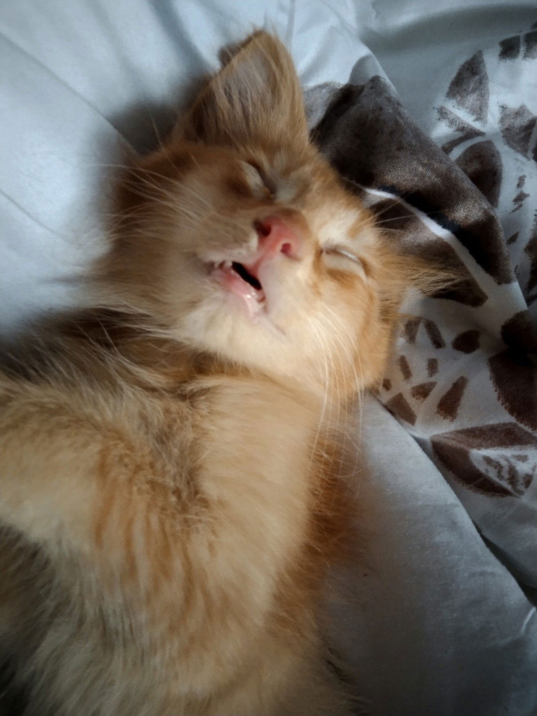 Isabela Swan profile icon