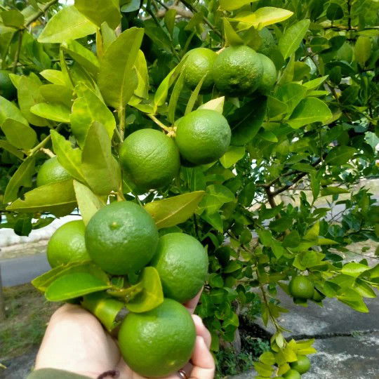 Ima Dewi profile icon