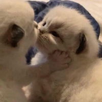 Janjira yoodee profile icon