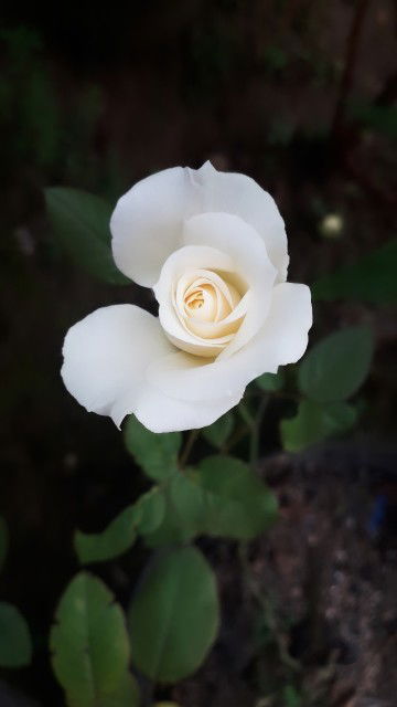 Qurrota A'yun profile icon