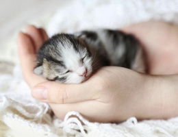 Mèo con profile icon